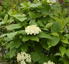 Kalina zkřížená - Viburnum carlcephalum