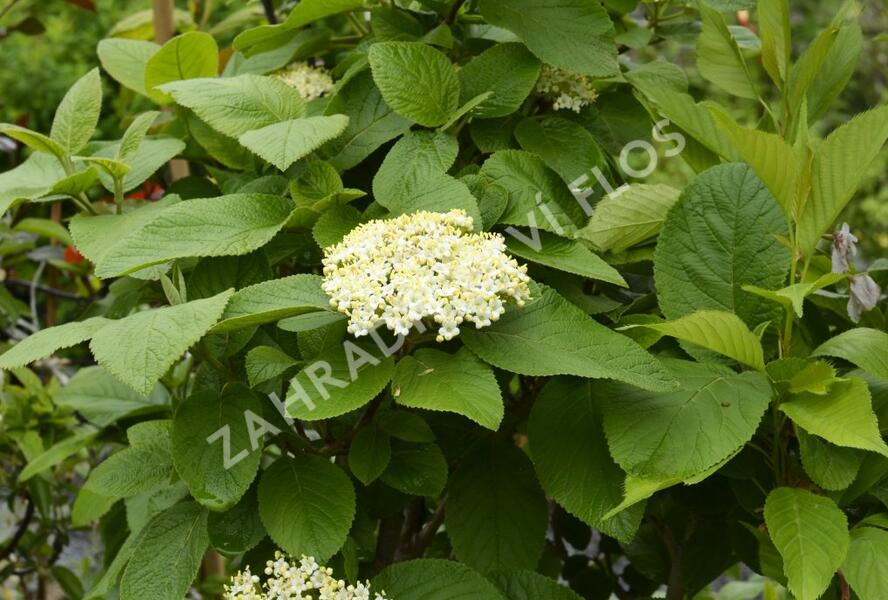 Kalina zkřížená - Viburnum carlcephalum