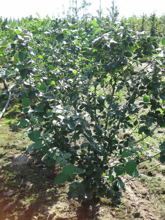 Kalina zkřížená - Viburnum carlcephalum