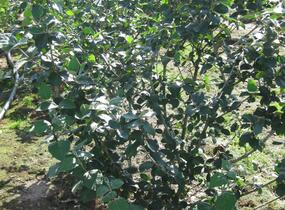 Kalina zkřížená - Viburnum carlcephalum