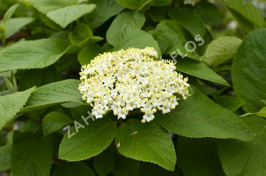 Kalina zkřížená - Viburnum carlcephalum