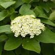 Kalina zkřížená - Viburnum carlcephalum