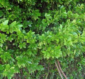 Brslen Fortuneův - Euonymus fortunei