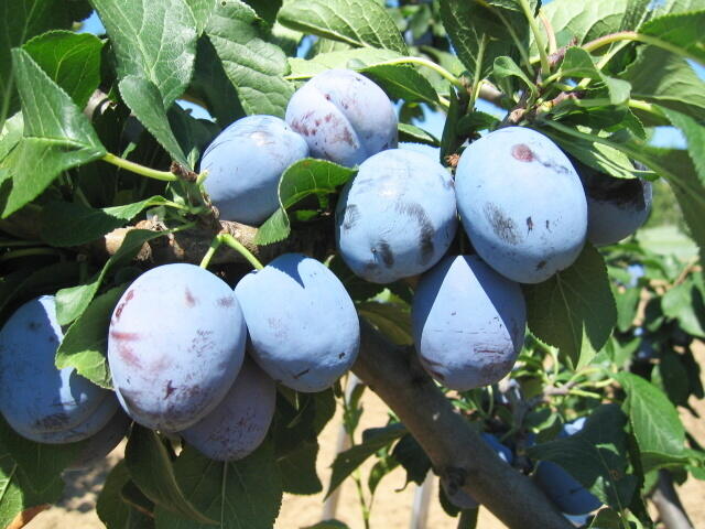 Pološvestka - raná 'Čačanská lepotica' - Prunus domestica 'Čačanská lepotica'