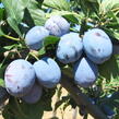 Pološvestka - raná 'Čačanská lepotica' - Prunus domestica 'Čačanská lepotica'