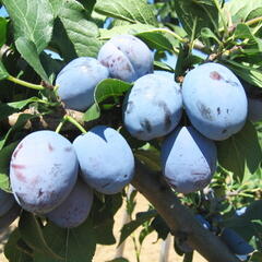 Pološvestka - raná 'Čačanská lepotica' - Prunus domestica 'Čačanská lepotica'