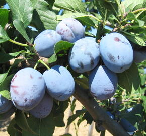 Pološvestka - raná 'Čačanská lepotica' - Prunus domestica 'Čačanská lepotica'
