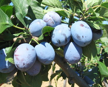 Pološvestka raná 'Čačanská lepotica'