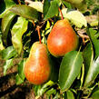 Hrušeň zimní 'Erika' - Pyrus communis 'Erika'