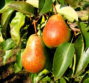 Hrušeň zimní 'Erika' - Pyrus communis 'Erika'