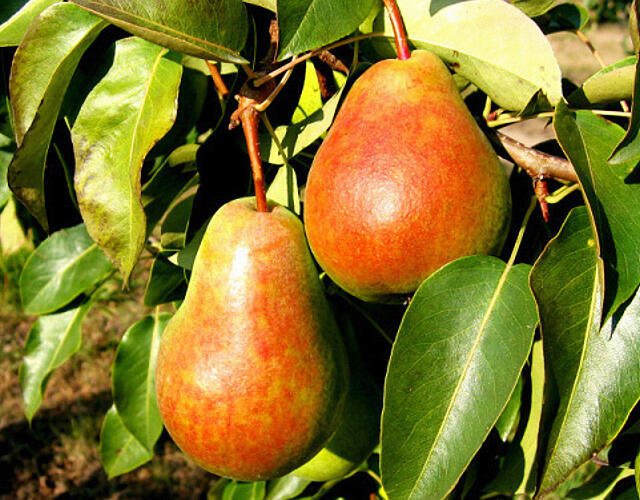 Hrušeň zimní 'Erika' - Pyrus communis 'Erika'