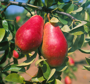 Hrušeň podzimní 'Elektra' - Pyrus communis 'Elektra'