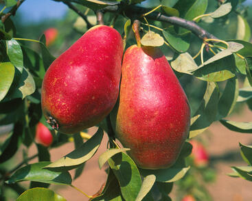 Hrušeň podzimní 'Elektra'
