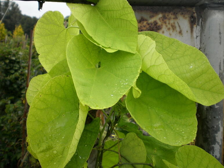 Podražec velkolistý - Aristolochia macrophylla