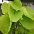 Podražec velkolistý - Aristolochia macrophylla