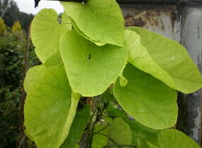 Podražec velkolistý - Aristolochia macrophylla