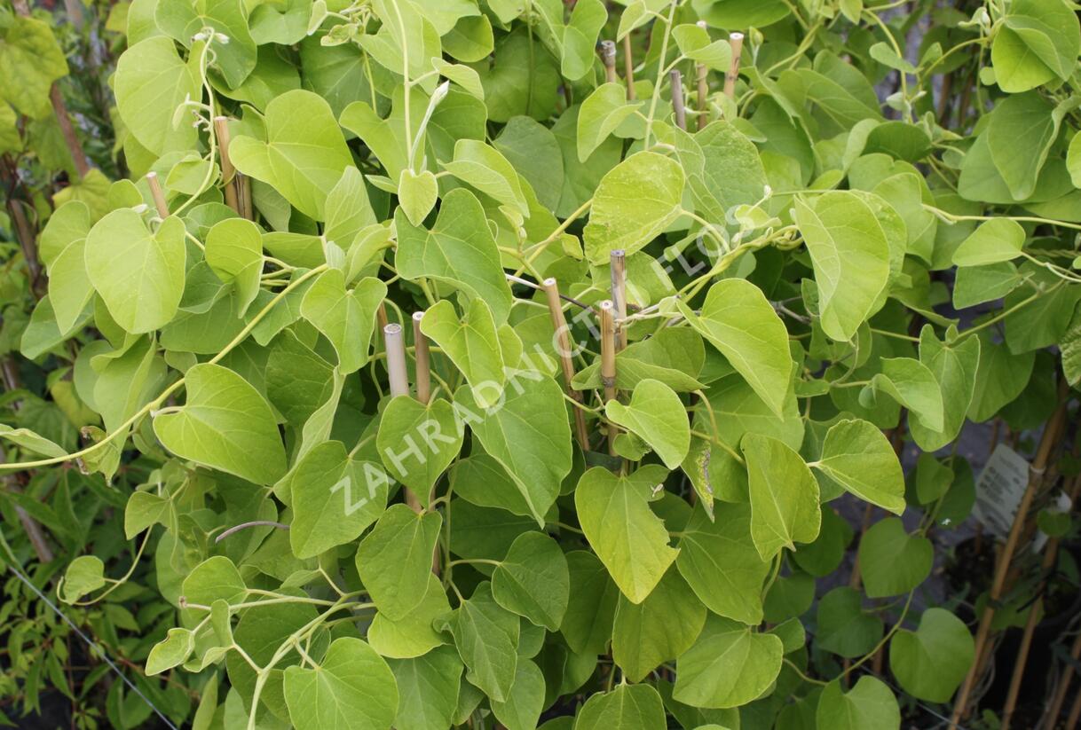 Podražec velkolistý - Aristolochia macrophylla