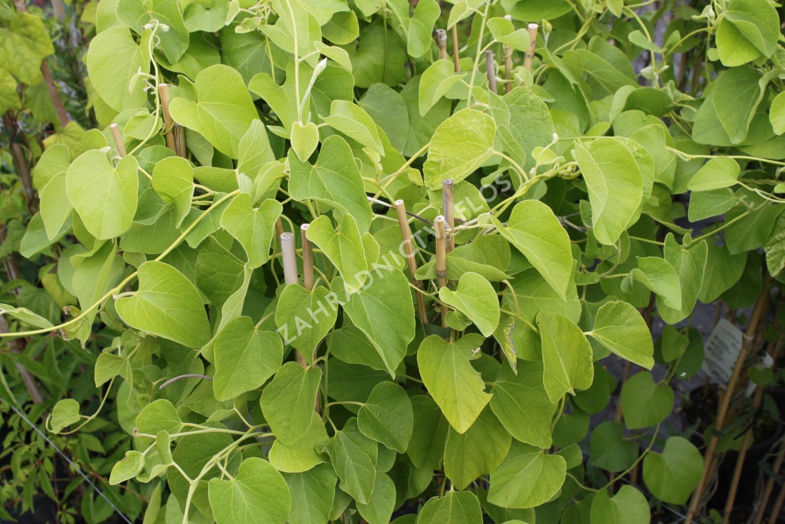 Podrazec Podražec velkolistý - Aristolochia macrophylla | Zahradnictví FLOS