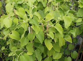 Podražec velkolistý - Aristolochia macrophylla