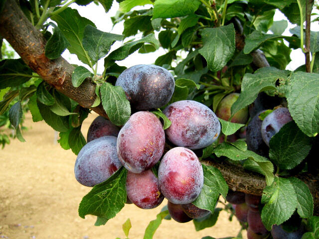 Pološvestka - raná 'Carpatin' - Prunus domestica 'Carpatin'