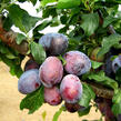 Pološvestka - raná 'Carpatin' - Prunus domestica 'Carpatin'