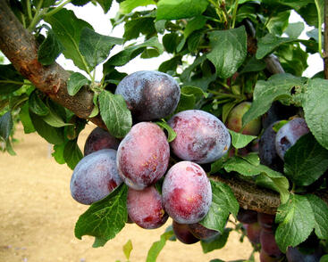 Pološvestka raná 'Carpatin'