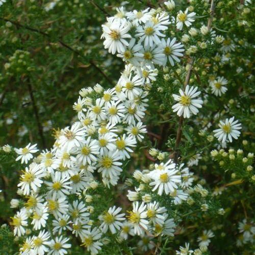 Hvězdnice vřesovcová 'Golden Spray' - Aster ericoides 'Golden Spray'