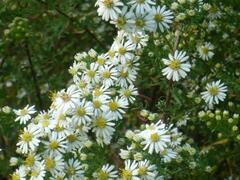 Hvězdnice vřesovcová 'Golden Spray' - Aster ericoides 'Golden Spray'