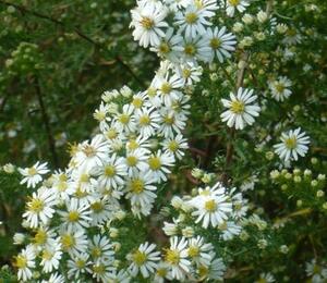 Hvězdnice vřesovcová 'Golden Spray' - Aster ericoides 'Golden Spray'