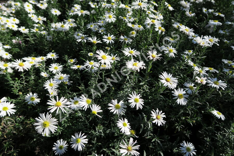 Hvězdnice keříčkovitá 'Kristina' - Aster dumosus 'Kristina'