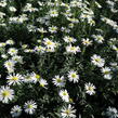 Hvězdnice keříčkovitá 'Kristina' - Aster dumosus 'Kristina'