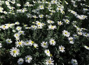 Hvězdnice keříčkovitá 'Kristina' - Aster dumosus 'Kristina'