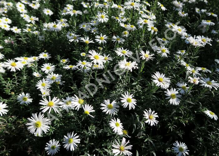 Hvězdnice keříčkovitá 'Kristina' - Aster dumosus 'Kristina'