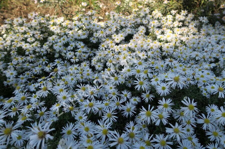 Hvězdnice keříčkovitá 'Kristina' - Aster dumosus 'Kristina'