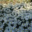 Hvězdnice keříčkovitá 'Kristina' - Aster dumosus 'Kristina'