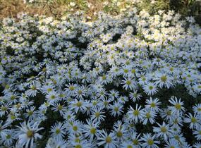 Hvězdnice keříčkovitá 'Kristina' - Aster dumosus 'Kristina'