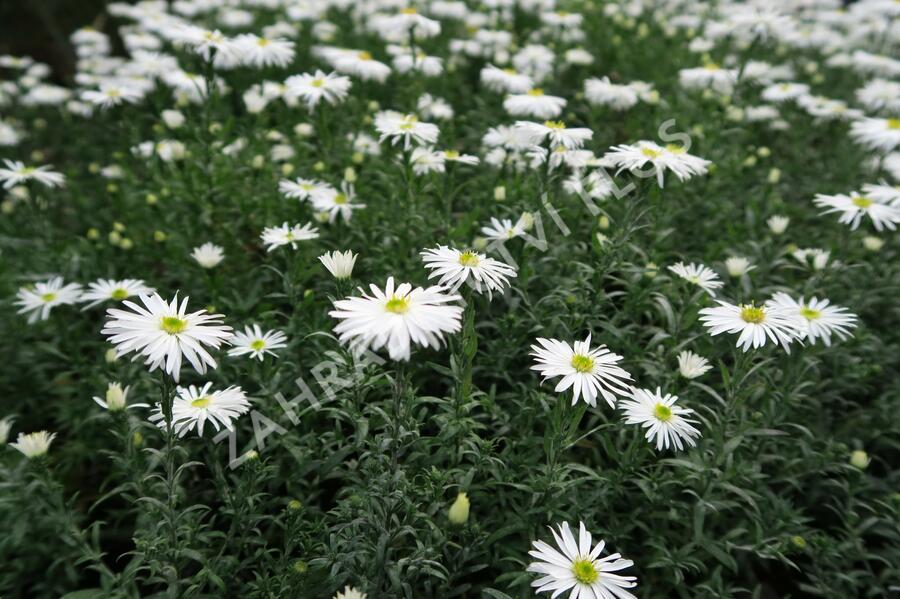 Hvězdnice keříčkovitá 'Kristina' - Aster dumosus 'Kristina'