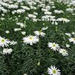 Hvězdnice keříčkovitá 'Kristina' - Aster dumosus 'Kristina'