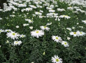 Hvězdnice keříčkovitá 'Kristina' - Aster dumosus 'Kristina'