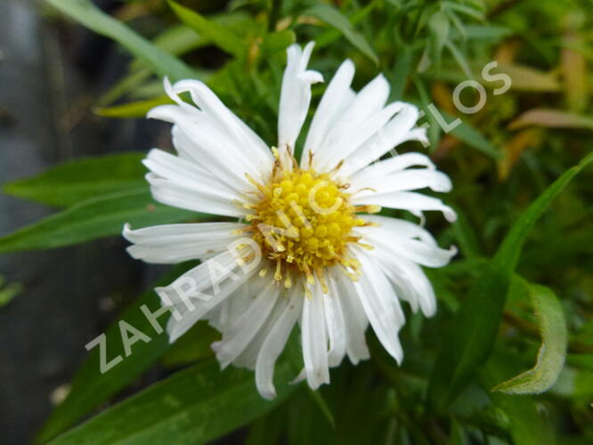 Hvězdnice keříčkovitá 'Kristina' - Aster dumosus 'Kristina'