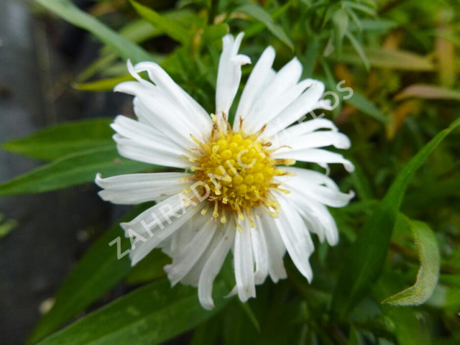 Hvězdnice keříčkovitá 'Kristina' - Aster dumosus 'Kristina'