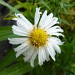 Hvězdnice keříčkovitá 'Kristina' - Aster dumosus 'Kristina'