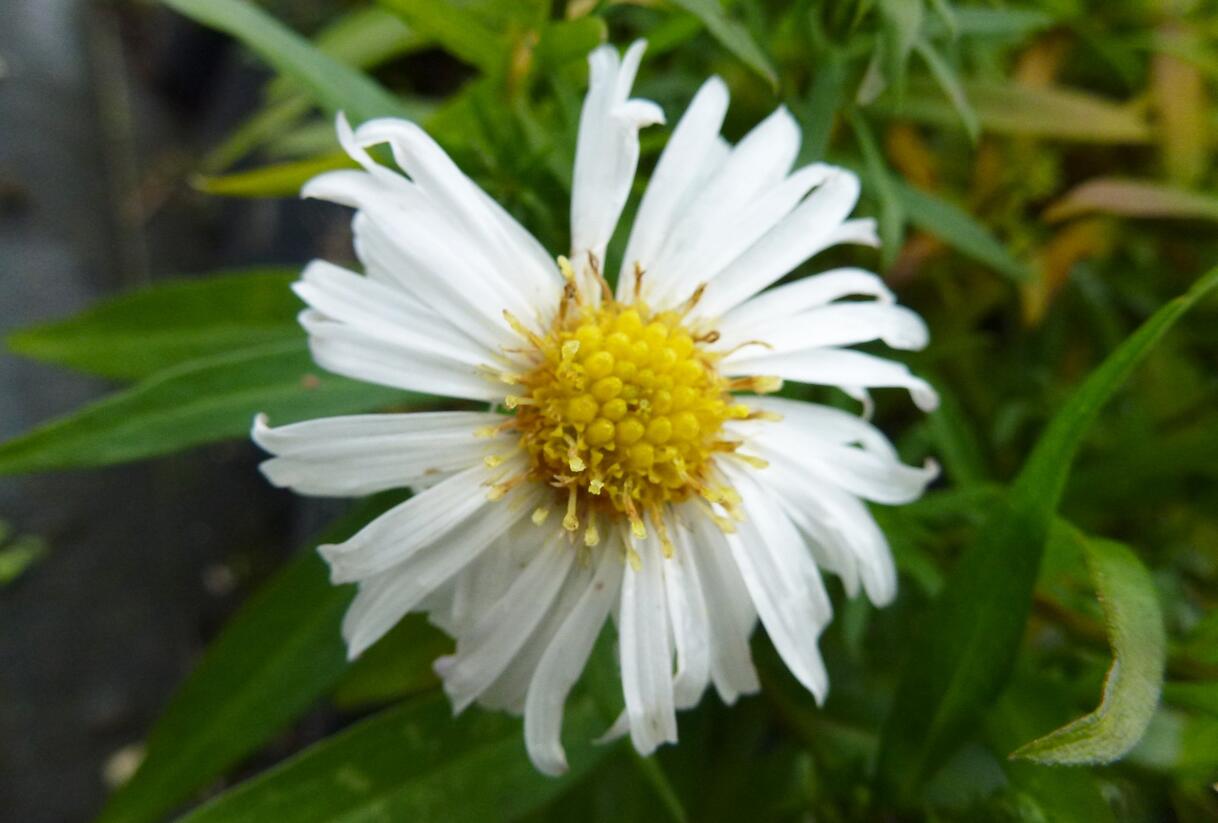 Hvězdnice keříčkovitá 'Kristina' - Aster dumosus 'Kristina'