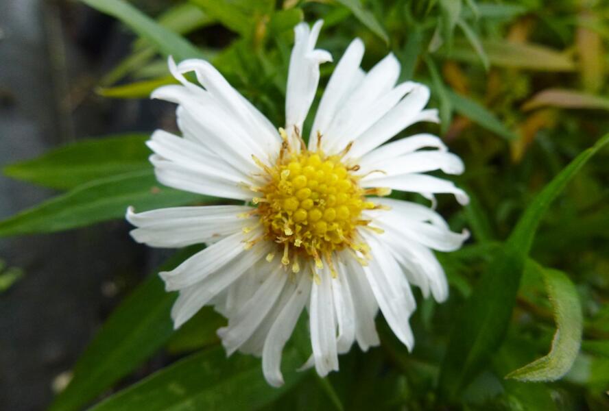 Hvězdnice keříčkovitá 'Kristina' - Aster dumosus 'Kristina'