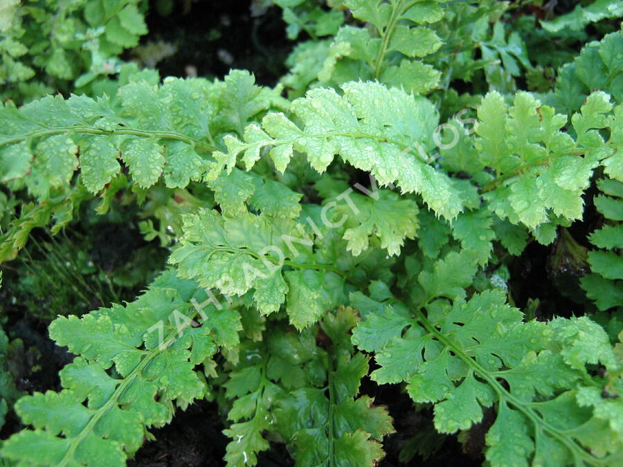 Kapradina štětinonosná - Polystichum setiferum