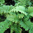 Kapradina štětinonosná - Polystichum setiferum