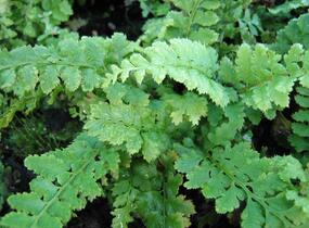 Kapradina štětinonosná - Polystichum setiferum