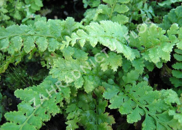 Kapradina štětinonosná - Polystichum setiferum