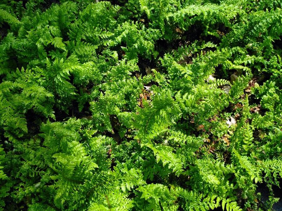 Kapradina štětinonosná - Polystichum setiferum