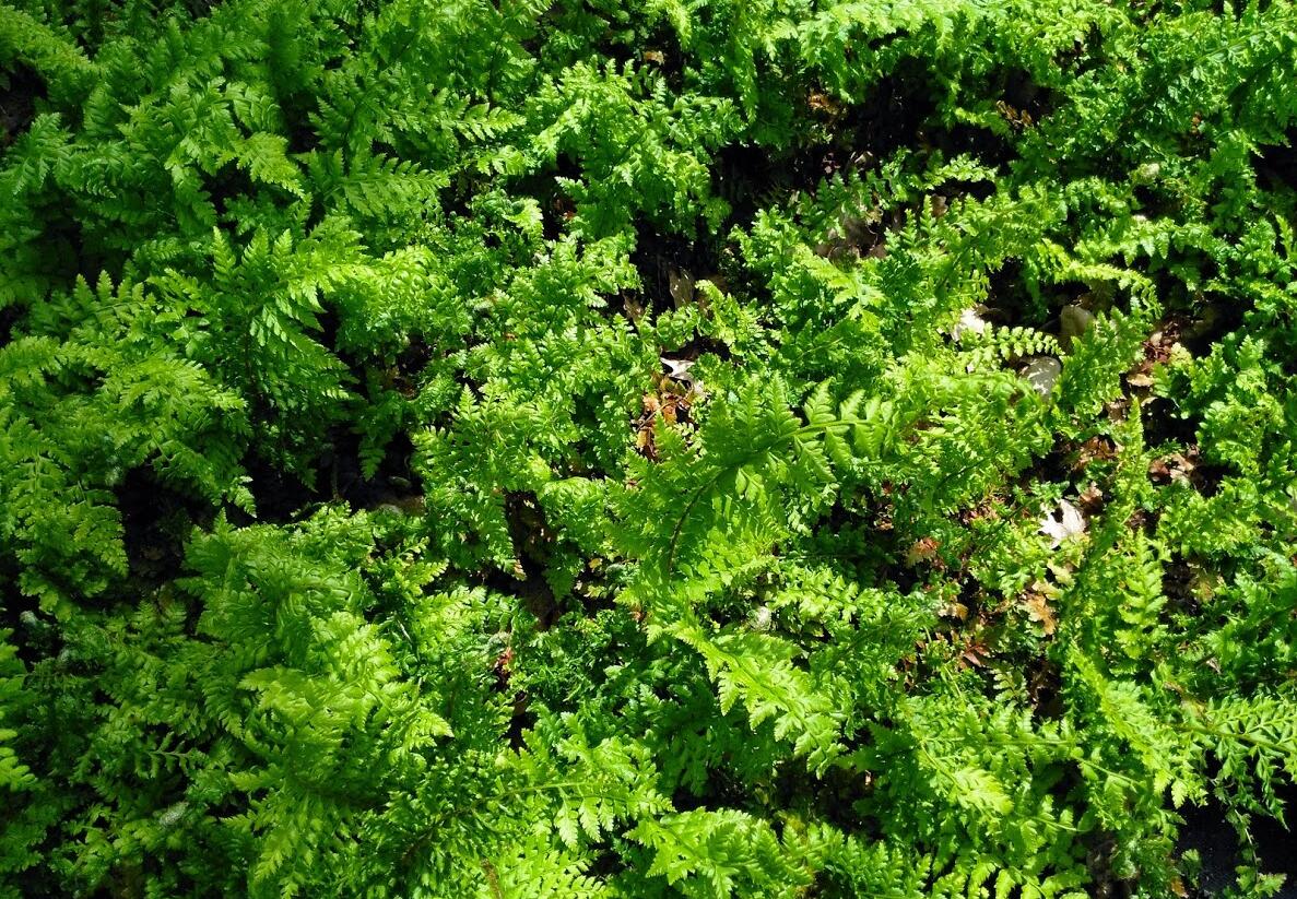 Kapradina štětinonosná - Polystichum setiferum